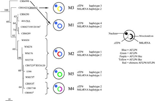 Comparison of mitochondrial genotypes and a phylogenetic tree of genotype AFLP4/VGI of Cryptococcus gattii obtained by analysis of six concatenated nuclear regions (RPB1, RPB2, CNLAC1, TEF1α, IGS1 and internal transcribed spacer). Presented is one of the 60 most parsimonious trees (length 847, consistency index 0.902, retention index 0.961) computed with gaps treated as missing data. Data consisted of 3932 characters of which 459 characters were parsimony informative. Bootstrap values (1000 replicates) are indicated. The mitochondrial genotype as well as the ATP6 and MtLrRNA haplotypes are shown. T, type strain; R, molecular type reference strain (Meyer, 2003). Haploid isolates are underlined.