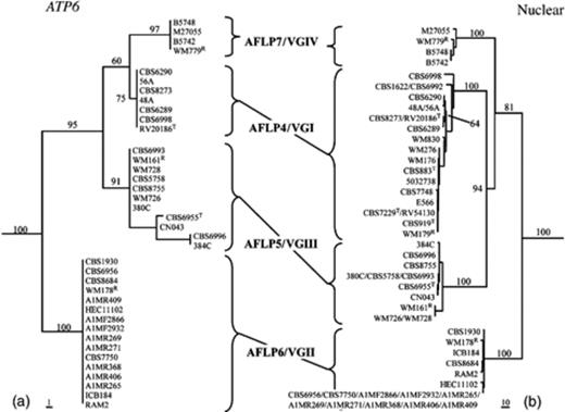Phylogenetic tree of Cryptococcus gattii obtained by analysis of (a) partial ATP6 sequences. AFLP4/VGI isolates that possessed mitochondrial sequences identical to sequences found in AFLP6/VGII isolates were excluded from the analysis. Presented is the most parsimonious tree (length 79, consistency index 0.861, retention index 0.978) computed with gaps treated as missing data. Data consisted of 611 characters of which 64 characters were informative of parsimony; (b) six concatenated nuclear regions (RPB1, RPB2, CNLAC1, TEF1α, IGS1 and internal transcribed spacer). Presented is one of the 60 most parsimonious trees (length 847, consistency index 0.902, retention index 0.961) computed with gaps treated as missing data. Data consisted of 3932 characters of which 459 characters were informative of parsimony. Bootstrap values (1000 replicates) are indicated for the main branches. T, type strain; R, molecular type reference strain (Meyer, 2003).