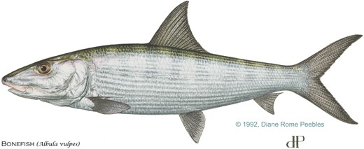 Illustration of Albula vulpes. Copyright Diane Rome Peebles, used with permission.