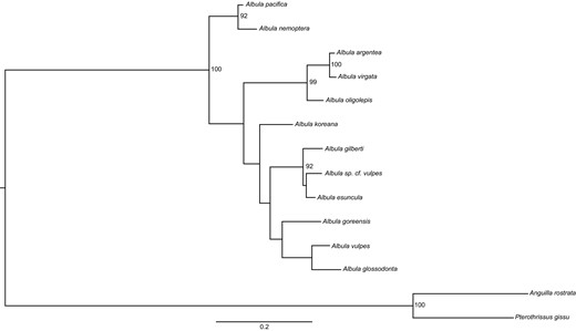Relationships among all species of Albula. Tree topology was inferred using RAxML (Stamatakis 2014) with a portion of the cytochrome b mitochondrial gene. Branch lengths represent sequence divergence between taxa, and bootstrap support values are shown when above 90%. For additional details, see Wallace (2014). A text‐based version of the tree can be found in Supplementary File 1.