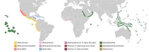Distribution map of species in the Albula vulpes species complex. A non‐specific map showing this complex can be found in Supplementary Figure 8. Individual maps for each species can be found in Supplementary Figures 9–15. A subset of this map showing only A. esuncula and A. gilberti may be found in Supplementary Figure 16. Please see the note on distribution maps.