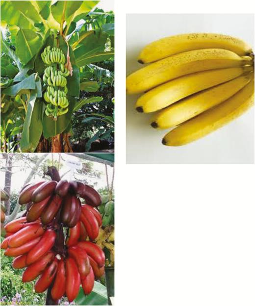 Banana tree and banana fruits of various maturities. (Source: Internet Wikipedia.)