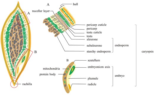 The transversal section of mature barley grain. (A) Detailed description of the whole grain from outside to inner; (B) The structure of embryo and attached scutellum.