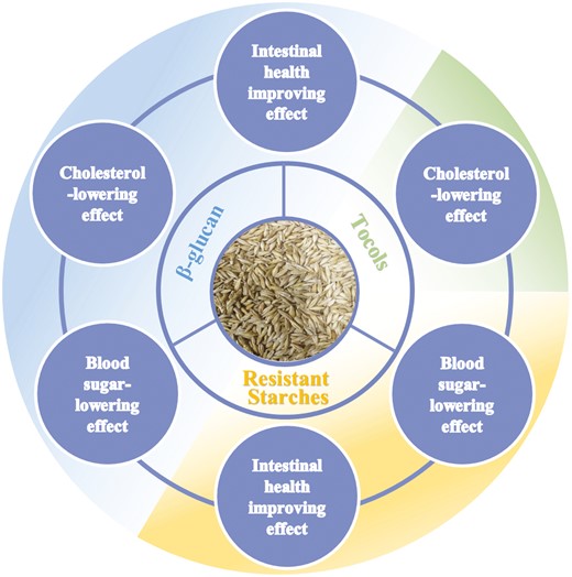 Health beneficial components and functions of barley grain.