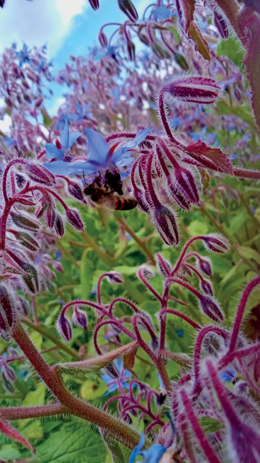 Honeybee foraging on a common borage plant. Photograph by Gillian Jein. Saint-Denis, 2024. © Gillian Jein.