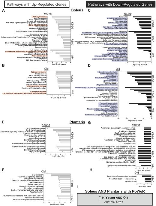 Soleus and plantaris gene expression changes in young and old mice in response to PoWeR. Over-representation analysis of pathways (adj. P<<0.05i>) with up-regulated genes after PoWeR in the soleus of (A) young and (B) old mice. Pathways with down-regulated genes after PoWeR in the soleus of (C) young and (D) old mice. Pathways with up-regulated genes after PoWeR in the plantaris of (E) young and (F) old mice. Pathways with down-regulated genes after PoWeR in the plantaris of (G) young and (H) old mice. (I) Genes that were up-regulated with PoWeR in all muscles and conditions. Open bars = young mice, solid bars = old mice. N = 4 young sedentary, 4 young PoWeR, 5 old sedentary, 4 old PoWeR per group. Red boxes indicate shared upregulated pathways between old and young; blue boxes indicate shared downregulated pathways.