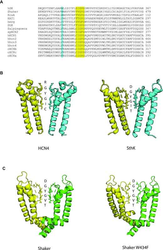 The structure of the pore region of funny channels and other channels containing the GY/FG triplet within the selectivity filter. (A) Amino acid sequence of the pore region in funny channels and other channels containing the GY/FG triplet. The selectivity filter amino acids are highlighted in yellow. The W434 residue of the Shaker channel and the equivalent residue in the other channels are shown in turquoise. The channels shown are the human SK potassium channel, the Shaker voltage-gated potassium channel from Drosophila melanogaster, the KcsA potassium channel from Streptomyces lividans, the KAT1 potassium channel from Arabadopsis thaliana, the human ether-a-go-go potassium channel, SthK, from Spirochaeta thermophila, SR HCN, the funny channel from the single-celled choanoflagellate Salpingoeca rossetta, SpHCN2, one of the funny channel isoforms found in the sea urchin Strongylocentrotus purpuratus, the human HCN1 channel, the human HCN2 channel, the human HCN3 channel, the human HCN4 channel, cHCNb channel from Ciona intestinalis, cHCNc channel from C. intestinalis, and cHCNb channel from C. intestinalis. (B) The solved structure of the pore region of the rabbit HCN4 channel (left; pdb # 7np4) and the SthK channel (right; pdb # 6cjq). Two of four subunits are shown. The regions shown for each subunit span the S5 and S6 transmembrane segments. The five amino acid residues of the selectivity filter and the first residue following the selectivity filter on the outer rim are shown in stick form and are identified by the letter next to it. (C) The solved structure of the pore region of the Shaker potassium channel (pdb # 7sj1) and the Shaker W434F potassium channel (pdb # 7sip) from D. melanogaster. Two of four subunits are shown. The regions shown for each subunit span the S5 and S6 transmembrane segments. The five amino acid residues of the selectivity filter and the first residue following the selectivity filter on the outer rim are shown in stick form and are identified by the letter next to it.