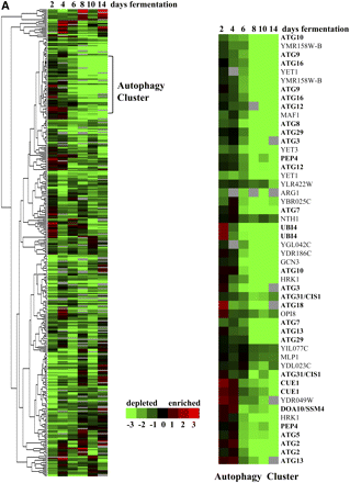 Hierarchical cluster analysis of (A) 300 homozygous and (B) 481 heterozygous diploid deletion strains with a fitness defect at 2, 4, 6, 8, 10, and 14 days of fermentation. Green, depletion; red, enrichment; black, no change; gray, no data. Numbers below the color bar represent the normalized log2 value of the microarray signal vs. day 1. Highlighted genes are in the functionally enriched categories of (A) autoproteolytic processing and modification by ubiquitination, deubiquitination, or (B) proteasome degradation. Genes that are listed twice on the clustergram have both UP and DOWN barcode tags that met the cutoff criteria.
