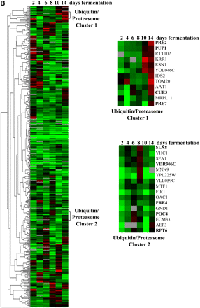 Hierarchical cluster analysis of (A) 300 homozygous and (B) 481 heterozygous diploid deletion strains with a fitness defect at 2, 4, 6, 8, 10, and 14 days of fermentation. Green, depletion; red, enrichment; black, no change; gray, no data. Numbers below the color bar represent the normalized log2 value of the microarray signal vs. day 1. Highlighted genes are in the functionally enriched categories of (A) autoproteolytic processing and modification by ubiquitination, deubiquitination, or (B) proteasome degradation. Genes that are listed twice on the clustergram have both UP and DOWN barcode tags that met the cutoff criteria.