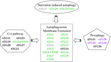 Core and starvation-induced autophagy genes contribute to cellular fitness during fermentation. The schematic is derived from Nakatogawa et al. (2009). Genes are color coded as follows: green, reduced fitness; black, no change in fitness; gray, no data obtained; purple, no homolog in S. cerevisiae.