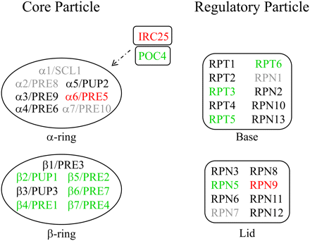 The β-ring of the proteasome core particle enhances cellular fitness during fermentation. The proteasome core particle α-ring (α1-7) and β-ring subunits (β1-7) are shown, along with the Irc25/Poc4 α-ring assembly chaperone. The proteasome regulatory particle (base and lid subunits) is also shown. Genes are color coded as follows: green, reduced fitness; red, increased fitness; black, no change in fitness; gray, no data obtained.