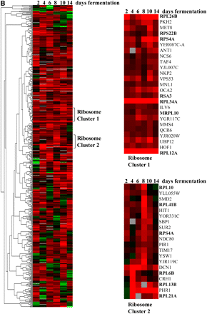 Hierarchical cluster analysis of (A) 303 homozygous and (B) 466 heterozygous diploid deletion strains with a fitness advantage at 2, 4, 6, 8, 10, and 14 days of fermentation. Green, depletion; red, enrichment; black, no change; gray, no data. Numbers below the color bar represent the normalized log2 value of the microarray signal vs. day 1. Highlighted genes are in the functionally enriched categories of (A) peroxisome or (B) ribosomal proteins.