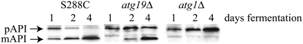 API processing occurs via autophagy during fermentation. Western blot analysis of cell lysates from wild-type diploid (S288C) and atg19Δ and atg1Δ homozygous diploids at days 1, 2, and 4 of fermentation. Blots were probed with anti-API antibody. Arrows point to the precursor form (pAPI) and the mature form (mAPI) of API. API, aminopeptidase I.
