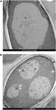 Autophagic bodies accumulate in the vacuole during fermentation. Electron microscopy of pep4Δ/pep4Δ homozygous diploid log phase cells (A) and after two days of fermentation (B). Arrows point to autophagic bodies in the vacuole.