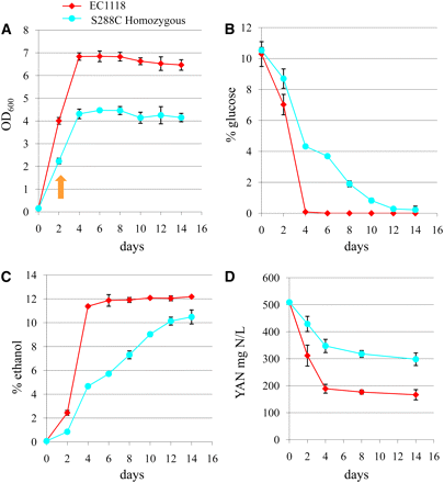 Fermentation kinetics of the homozygous yeast deletion pool (S288C) compared with the EC1118 wine yeast strain in synthetic grape juice. Both strains [EC1118 (red diamonds) and diploid homozygous deletion set (S288C, light blue circles)] were fermented in triplicate. The average values are presented with error bars representing SD. (A) Cell growth curve measured by OD600, (B) glucose depletion, (C) ethanol production, and (D) yeast assimilable nitrogen [YAN, milligrams of nitrogen (N) per liter] measured from total ammonium sulfate and amino acids. Orange arrow in (A) marks when autophagic bodies are detected by electron microscopy. YAN, yeast assimilable nitrogen.