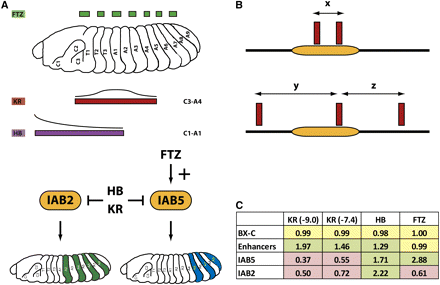 (A) The regulatory output of the IAB5 and IAB2 enhancers is determined by specific TF inputs. The pair-rule TF FUSHI-TARAZU (FTZ) acts as an activator of IAB5 in alternating body segments of the embryo, whereas KRUPPEL (KR) and HUNCHBACK (HB) act as repressors at the BX-C enhancers in broad regions of the embryo. The activator for IAB2 is currently unknown. (B) Model of TFBS redundancy at an enhancer (orange rectangle). In the upper panel, the distance between two neighboring binding sites (x) is close enough so that the loss of one site can be functionally compensated for by the adjacent site. In the lower panel, the distances to the neighboring sites (y and z) are too great to allow functional redundancy. (C) The calculated ratio of TFBS spacing for the entire BX-C (excluding all enhancers); the IAB8, IAB7, and IAB6 enhancers grouped together (Enhancers); IAB5 and IAB2 for KR (at high stringency [ln(p) < −9.0] and low stringency [ln(p) < −7.4]), HB, and FTZ are shown. A value >1 indicates that binding sites are closer together, and a value <1 indicates that sites are more distantly spaced relative to the expected spacing (= size of the entire BX-C/total number of binding sites).