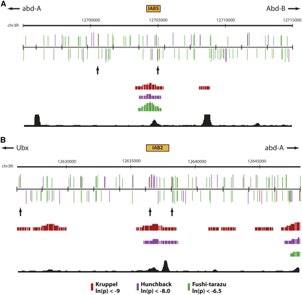 (A) IAB5 and (B) IAB2 enhancers (orange boxes) and surrounding 20-kb genomic regions are shown as a custom track in the UCSC Genome Browser. PATSER was used to predict the spatial distribution of binding sites on the forward (top) and reverse (bottom) DNA strands for KRUPPEL (KR, red), HUNCHBACK (HB, purple), and FUSHI-TARAZU (FTZ, green). Rectangle height is proportional to the score strength of each predicted TF binding site. KR binding sites in the enhancer and neighboring sites are indicated with arrows. The Berkeley Drosophila Transcription Network Project ChIP/chip track (Macarthur et al. 2009) shows the location of verified in vivo binding sites for KR (red), HB (purple), and FTZ (green). The BNTNP chromatin accessibility track (black) identifies DNase I sensitive sites.