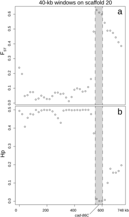 (a) FST between lines and (b) pooled heterozygosity in the GA-R line along 40-kb sliding windows surrounding the putative selective sweep on scaffold 20. cad-86C is in gray.