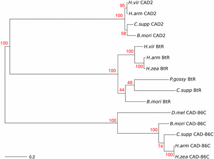 Unrooted neighbor-joining tree indicating the phylogenetic relationships between CAD-86C, CAD2, and BtR. Numbers in red are bootstrap support values (N = 1000) for the tree nodes. A scale bar for genetic distance is in the lower left corner.