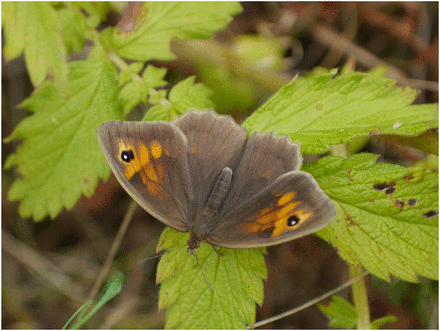 Female Maniola jurtina (picture credit: Richard ffrench-Constant).