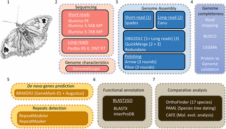 Schematic overview of the workflow used for sequencing, genome size estimation, assembly and annotation of the M. jurtina genome. 1. An artist’s impression of a female M. jurtina (samples collected from multiple fields and processed for DNA extraction); 2. Multiple sequencing approaches adopted along with genome characterization using genome scope; 3. Genome assembly using a hybrid approach; 4. Genome completeness assessment; 5. De novo genes prediction and repeat detection; 6. Functional annotation; 7. Comparative analysis. Note that transcriptome data (orange segment) were obtained from publicly available sources at NCBI and only used for genome annotation.