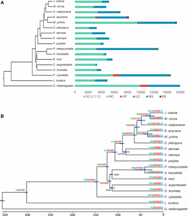 Evolutionary and comparative genomic analysis. (A) Ortholog analysis of M. jurtina with 16 other arthropod species. SC indicates common orthologs with the same number of copies in different species, MC indicates common orthologs with different copy numbers in different species, UP indicates species specific paralogs, UC indicates all genes which were not assigned to a gene family, MS indicates moths specific genes and BS indicates butterfly specific genes. (B) Species phylogenetic tree and gene family evolution. Numbers on the node indicate counts of the gene families that are expanding (green), contracting (red) and rapidly evolving (blue).