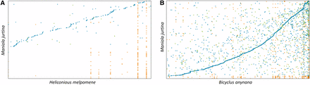 Genome comparisons Comparison of the Maniola jurtina genome with Heliconious melpomene and Bicyclus anynana. The dot plots were generated using Mummer. The plots show relatedness of M. jurtina with (A) H. melpomene and (B) B. anynana. Both of these genomes were taken as references (x-axis) and queried using M. jurtina (y-axis) genome. In both plots, blue, green and orange colored dots represent the unique forward, unique reverse and repetitive alignments respectively. Plot B shows more consistent and contiguous alignments than plot A. The dot plots were generated using https://dnanexus.github.io/dot/.