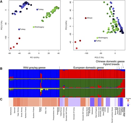 The genetic divergence and hybridization patterns in graylag and domestic geese. Population status and names labeled as in Supplementary File 1, Table S1. The colors in A) and B) are associated to different groups as follows: graylags (blue), European domestics (green) and Chinese domestics (red). A) The first three principal components summarizing the genetic variation in geese (percentage explained by each PC is shown). Different shades refer to different populations. B) STRUCTURE assignment plots for K = 2, K = 3, and K = 4. Each vertical bar represents one individual with K number of colors indicating proportion of ancestry from the inferred clusters, and populations/breeds are separated by black vertical line. C) Plot relating to the f3 (Supplementary File 1, Table S5) values obtained for each population. Turkey refers to two adjacent bars in the plot since the Turkish graylags were analyzed as two separate individuals. The more negative the f3, the more significant is Z-score in favor of admixture. The f3 values were not calculated for Landes and the Chinese geese, as they were used as source populations, thus they were given an f3 value of 0.