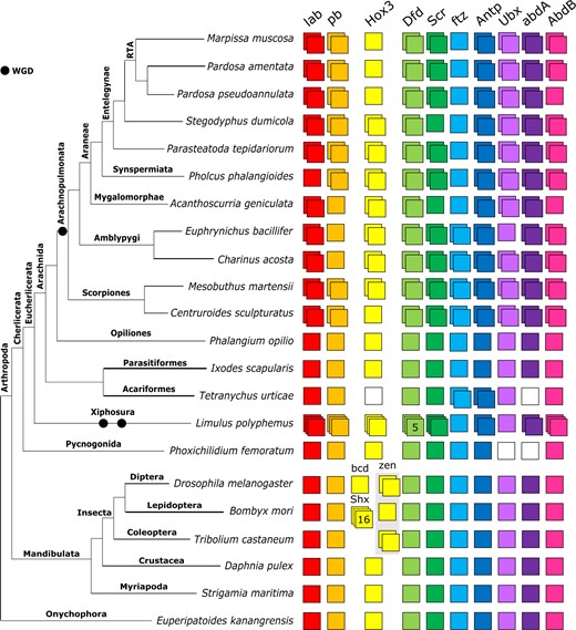 Repertoires of Hox genes in arachnids and other selected arthropods. Hox genes are represented by colored boxes with duplicated Hox genes represented by overlapping boxes and gene loss represented by a white box. Figure includes Hox repertoires previously surveyed in the arachnids P. tepidariorum, Centruroides sculpturatus, Mesobuthus martensii, Phalangium opilio, I. scapularis (all genomes) and Pholcus phalangioides (embryonic transcriptome), the myriapod Strigamia maritima and the insects Drosophila melanogaster, Tribolium castaneum, and Bombyx mori. The insect Hox3 homolog zen has undergone independent tandem duplications in T. castaneum to yield zen and zen2; in cyclorrhaphan flies to yield zen and bicoid; and in the genus Drosophila to yield zen2. Bombyx mori is not representative of all species of ditrysian Lepidoptera, which typically possess four distinct Hox3 genes termed Special homeobox genes (ShxA, ShxB, ShxC, and ShxD) and the canonical zen gene.