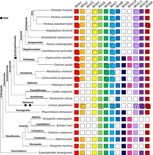 Repertoires of Wnt subfamilies in arthropods and an onychophoran. The Wnt subfamilies (1–11, 16, and A) are represented by colored boxes with duplicated genes represented by overlapping boxes and putatively lost subfamilies indicated by white boxes. Figure includes Wnt repertoires recovered in this study and previously surveyed in the arachnids Parasteatoda tepidariorum and Ixodes scapularis; the insects Drosophila melanogaster, Tribolium castaneum and Bombyx mori; the crustacean Daphnia pulex; the myriapod Strigamia maritima; and the onychophoran Euperipatoides kanangrensis.