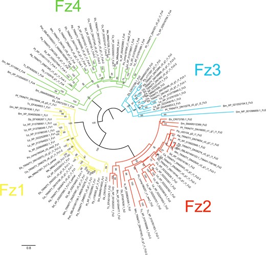 Maximum-likelihood phylogeny of Frizzled proteins. The Frizzled subfamilies are shown as different colors (after Figure 5). Panarthropods included: Acanthoscurria geniculata (Ag), Bombyx mori (Bm), Centruroides sculpturatus (Cs), Charinus acosta (Ca), Drosophila melanogaster (Dm), Euperipatoides kanangrensis (Ek), Euphrynichus bacillifer (Eb), Ixodes scapularis (Is), Limulus polyphemus (Lp), Marpissa muscosa (Mm), Mesobuthus martensii (Me), Parasteatoda tepidariorum (Pt), Pardosa amentata (Pa), Pardosa pseudoannulata (Pan), Phalangium opilio (Po), Pholcus phalangioides (Pp), Phoxichildium femoratum (Pf), Stegodyphus dumicola (Sd), Strigamia maritima (Sm), Tetranychus urticae (Tu), and Tribolium castaneum (Tc). Node labels indicate ultrafast bootstrap support values. See Supplementary File S1 for accession numbers and Supplementary File S11 for alignments.