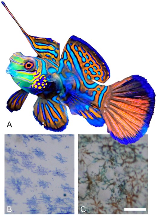 Two chromatophore types have been discovered in the mandarinfish Synchiropus splendidus. (A) A male mandarinfish (image by user Ultimatemonty at FavPng, https://favpng.com/) demonstrating the vibrant colors of the species. (B, C) Light microscopy images of mandarinfish pectoral fin tissue, adapted from Goda et al. (2013) with permission. The micrographs depict the two novel chromatophore types discovered in the mandarinfish: (B) dermal cyanophores and (C) dichromatic chromatophores, situated around the edge of the blue regions, displaying producing both blue and red either separately or together in the cytoplasm. Length bars correspond to 50 μm.