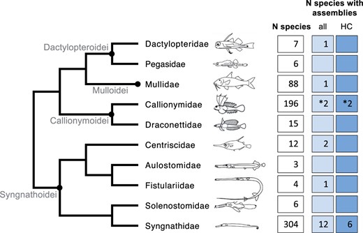 Families of order Syngnathiformes (entire phylogeny), ordered in suborders (grey text, black circles at nodes) according to Betancur-R et al. (2017). In boxes are the number of species according to Fishbase (Froese and Pauly 2019), the number of species with available nuclear de novo genome assemblies, and the number of assemblies which are of higher contiguity (HC; scaffold N50 > 0.5 Mbp). *Signifies the addition of one species from this study. Sketches from Longo et al. (2017) and Song et al. (2014).