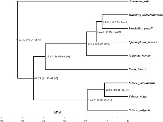 Molecular phylogeny of eight squirrel species, including Sciurus niger (eastern fox squirrel), rooted using Aplodontia rufa, mountain beaver. Branch lengths in millions of years ago (± 95% CI) were estimated on the basis of numbers of amino acid substitutions per site.