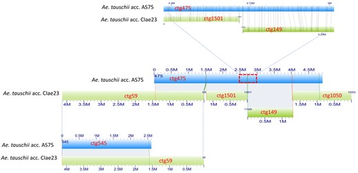 Differences in gap distribution on optical maps for different Ae. tauschii accessions. (Middle) Four separate optical contigs (ctg59, ctg1501, ctg149, and ctg1050) of Ae. tauschii accession CIae 23 (lineage 2) (green rectangles) aligned on a single optical contig (ctg475) of Ae. tauschii accession AS75 (lineage 1) (blue rectangles). (Top) A detail of the alignment of optical contigs ctg1501 and ctg149 on optical contig ctg475. The vertical lines connect corresponding restriction sites in aligned contigs. (Bottom) An overlap between AS75 optical contig ctg454 and CIae 23 optical contig ctg59 closes a gap between AS75 optical contigs ctg475 and ctg454 and extends the contiguity of optical map alignments.