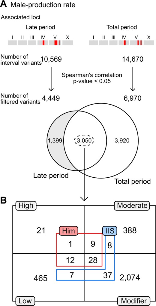 Filtering candidate variants in loci significantly associated with male-production rates in the late and total reproductive periods. (A) Filtering scheme. All interval variants in the loci were filtered according to their correlation with the traits. The loci for the two traits shared thousands of common variants. (B) The number of overlapped and filtered variants were categorized by their putative impacts on genes, as estimated by SnpEff (gray boxes and black lines) (Cingolani et al. 2012). These variants were further categorized by gene functions, including: genes known to interact with the IIS receptor, DAF-2 (blue), or to exhibit Him phenotypes (red), as annotated in the WormBase. Him: high incidence male progeny.