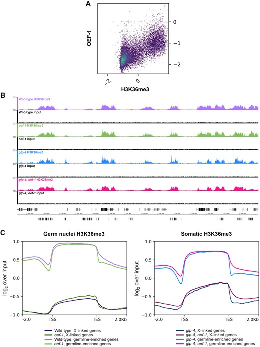 Loss of OEF-1 has minimal effect on H3K36me3 levels in germ nuclei. (A) Correlation plot comparing OEF-1 ChIP-seq signal (log2 over input) and wild-type germ nuclei H3K36me3 ChIP-seq (log2 over input) for all genes, including 2 kb up/downstream. Pearson’s correlation coefficient = 0.70. (B) Screenshot of H3K36me3 ChIP-seq signal on chromosome I. Wild-type germ nuclei track is shown in purple, oef-1 germ nuclei in green, glp-4 soma in blue, glp-4; oef-1 soma in pink. Input tracks in black are shown below each sample. Coordinates shown are chrI : 7,441,886–7,591,919. Scale bar, 10 kb. (C) Left: Metagene analysis of H3K36me3 ChIP-seq signal for wild-type (purple) and oef-1(vr25) (green) isolated germ nuclei across either X-linked genes (dark purple, dark green) or germline-enriched autosomal genes (light purple and light green). ChIP-seq signal is log2 over input. Right: Metagene analysis of H3K36me3 ChIP-seq signal for glp-4 (blue) and glp-4; oef-1 (pink) somatic samples across either X-linked genes (navy, dark pink) or germline-enriched autosomal genes (blue and pink). TSS, transcription start site. TES, transcription end site. Shading indicates standard error.