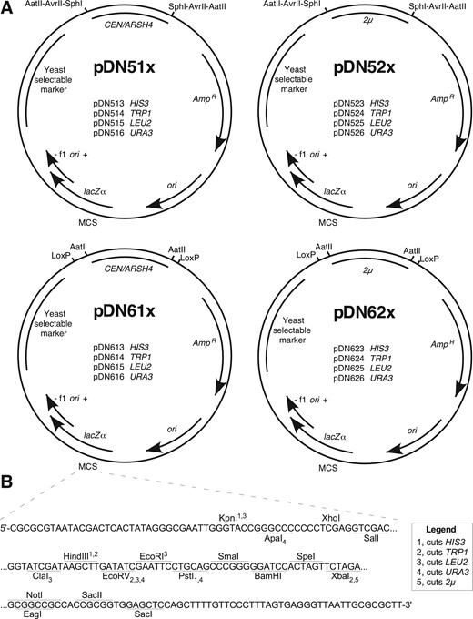 Functional maps for pDN5xx and pDN6xx series of low-copy and high-copy vectors. (A) Maps displaying consistent architectural features and specific functional differences of pDN5xx and pDN6xx families. Selected restriction enzyme cut sites and LoxP sequences flanking replication loci are displayed. (B) MCS in focus, displaying nucleotide sequence of single strand (template strand for lacZα, β-galactosidase) and unique restriction enzyme cut sites. Subscript and superscript numerals with each enzyme indicate capacity for enzyme to cut yeast selectable marker loci as indicated in legend. CEN/ARSH4, low copy yeast replication locus containing CEN6 centromeric sequence and ARSH4 ARS. 2 µ, yeast high copy replication locus including STB partitioning locus. AmpR, ampicillin resistance gene (β-lactamase). ori, high copy E. coli origin or replication. f1 ori, f1 bacteriophage origin of replication. Plasmid loci depicted at approximate scale. Full plasmid sequences and annotated maps are available in supplementary materials.