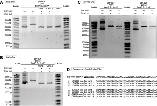 Cre-mediated removal of 2 µ replication locus in vivo and in vitro. (A,B) Agarose gel electrophoretic confirmation of removal of 2 µ replication locus after passage of pDN624 (A) or pDN626 (B) through Cre-expressing bacterial strain N2114Sm. Each candidate represents a unique plasmid isolated from a single N2114Sm colony and subsequently transformed into and re-isolated from TOP10F’ cells. SmaI-cut (linearized) pDN624 produces predicted bands of 5693 bp and 4303 bp before and after removal of 2 µ locus, respectively. SmaI-cut (linearized) pDN626 produces predicted bands of 5792 bp and 4402 bp before and after removal of 2 µ locus, respectively. (C) Agarose gel electrophoretic confirmation of removal of 2 µ replication loci after in vitro treatment of pDN624 and pDN626 with Cre recombinase. Cre-treated samples represent polyclonal populations that include both unmodified (5693 bp for pDN624; 5792 bp for pDN626) and modified plasmids (4303 bp for pDN624; 4402 bp for pDN626). (D) Sanger DNA sequencing of Cre-treated pDN624 plasmid candidates in panels A and C confirming absence of 2 µ locus and remainder of a single LoxP site. Polyclonal in vitro Cre-treated pDN624 sample was transformed into TOP10F’ cells and plasmid candidates were purified from single colonies. Fifteen (15) in vitro candidates were pre-screened by restriction analysis to confirm linearized plasmid length consistent with removal of 2 µ locus, yielding four (4) candidates for sequencing. Unlabeled DNA ladder bands are of length halfway between neighboring labeled bands.