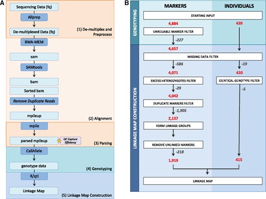 Overview of the data processing steps performed. (A) Flow diagram of the steps from the processing of raw sequencing reads to the start of linkage map construction. (B) Diagram of the filtering processes, including the number of individuals and markers removed and retained at each step.