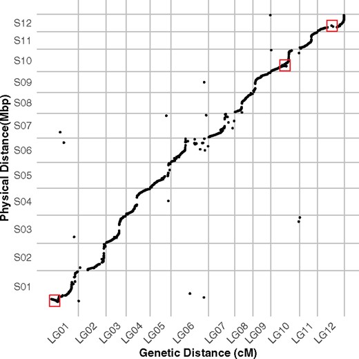 Comparative analysis of the final linkage groups and assembly. Marey map with genetic distance in cM represented on the x-axis, and the physical distance in Mbp represented on the y-axis. Examples of inversions are highlighted with red rectangles.