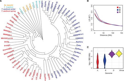 Genetic diversity of WC65 accessions of wheat and its diploid and tetraploid relatives used for developing the Wheat PHG. (A) Neighbor-joining tree of WC65 accessions used for constructing the Wheat PHG. (B) The rate of LD decay in the A, B, and D genomes of wheat. (C) The length of pair-wise IBD between the parental lines from different breeding programs used in WheatCAP.