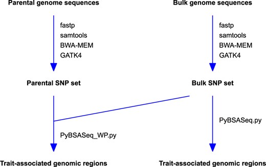 The overview of the analysis workflow. PyBSASeq_WP.py (for the parent and bulk genome sequences) and PyBSASeq.py (for only the bulk genome sequences) are Python scripts for BSA-Seq data analysis.