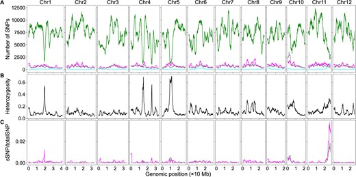 The effects of htSNPs and sequencing bsSNPs on BSA-Seq data analysis when only the bulk genome sequences were used in rice. (A) Genomic distributions of sSNPs (cyan), htSNP (magenta), bulk-specific SNPs (gray), and total SNPs (green). (B) Genomic distributions of SNP heterozygosity in the bulk genome. (C) Genomic distributions of the ratios of sSNPs from htSNPs (magenta) or bsSNPs (gray) to the total SNPs using the dataset with only the bulk genome sequences.