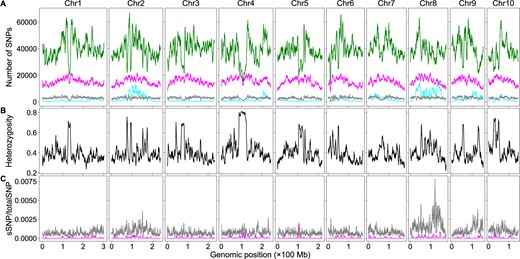 The effects of htSNPs and sequencing bsSNPs on BSA-Seq data analysis when only the bulk genome sequences were used in maize. (A) Genomic distributions of sSNPs (cyan), htSNPs (magenta), bsSNPs (gray), and totalSNPs (green). (B) Genomic distributions of SNP heterozygosity in the bulk genome. (C) Genomic distributions of the ratios of sSNPs from htSNPs (magenta) or bsSNPs (gray) to the totalSNPs using the dataset with only the bulk genome sequences.