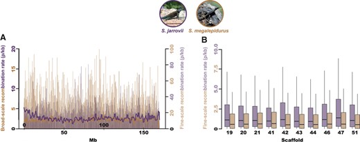 Recombination landscapes in S. jarrovii and S. megalepidurus. (A) Broad- and fine-scale recombination rates along the longest scaffold (scaffold 19) in S. jarrovii (shown in purple) and S. megalepidurus (shown in orange). Broad-scale rates were averaged over 1 Mb-regions. (B) Variation in the fine-scale recombination landscape within and between scaffolds in S. jarrovii (purple) and S. megalepidurus (orange). Only the 10 longest scaffolds are shown here; the 88 scaffolds used in this study are displayed in Supplementary Figures S8 and S9. Picture credits: squamatologist (S. jarrovii; distributed under a CC BY-NC-ND 2.0 license) and camamed (S. megalepidurus; distributed under a CC BY-NC 4.0 license).