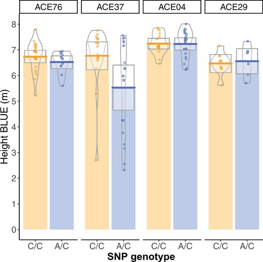 The effect of significant SNP PitaSNP287174 on linkage Group 5 on height varied across four families, suggesting variation in linkage phase between this marker and a linked QTL. Phenotype distributions for height (m) for the two genotypic classes within the four families segregating at the marker are shown here. Full-sib families ACE76 and ACE37 share one common parent. The effect of the marker was statistically significant only in family ACE37 (Supplementary Table S1).