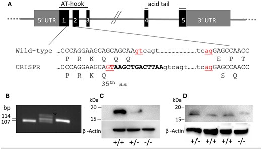 Generation of Hmga2tamu-ko knockout mice. (A) Schematic illustration of the Hmga2 knockout strategy. The 13 bp oligomer corresponding to the end of exon 1 is marked in bold and the splicing donor and acceptor sites are shown in red. Amino acids are indicated using the one-letter code. (B) Results of Hmga2 genotyping assay. A 107 bp wild-type fragment and a 114 bp mutant fragment were generated; heterozygotes showed a heteroduplex band (asterisk) with retarded migration. (C and D) Western blot analysis using antibody that recognizes the C-terminus (C) and the N-terminus (D). ß-actin was used as loading control.
