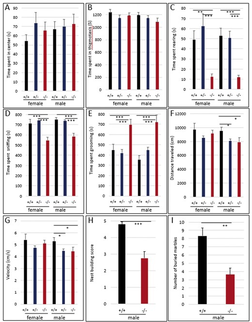 Altered behavior in Hmga2−/− mice. Hmga2+/+ (n = 44), Hmga2+/− (n = 54), and Hmga2−/− (n = 40) mice were subjected to an open field and time spent (A) rearing on the hind paws, (B) sniffing, and (C) grooming were measured. Total distance traveled (D) and velocity (E) were also analyzed. (F) Nest building was assessed by giving mice nesting materials and nest quality was subsequently scored. Hmga2+/+: n = 9 and Hmga2−/−: n = 12. (G) Two observers, blind to the genotype of tested mice, scored male mice for the number of marbles buried. Hmga2+/+: n = 9 and Hmga2−/−: n = 12.