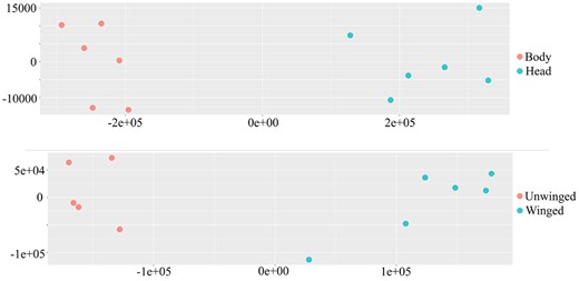 PCA of transcript abundance based on body and head samples (top plot) and winged and unwinged aphids (bottom plot). The horizontal axis represents the first principal component and the vertical axis represents the second principal component.